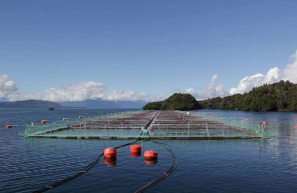 COMISIÓN DE PESCA ANALIZÓ LA SITUACIÓN DEL CULTIVO DE SALMONES Y PESCA DE ANCHOVETA | Abogados Puerto Montt - Bufete de Abogados Puerto Montt